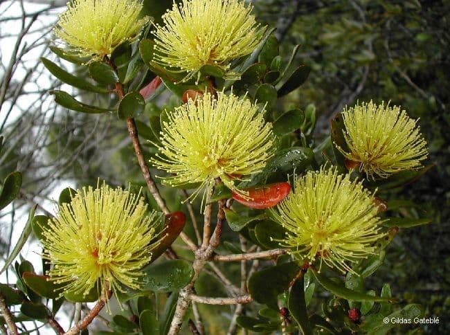 Melaleuca 8