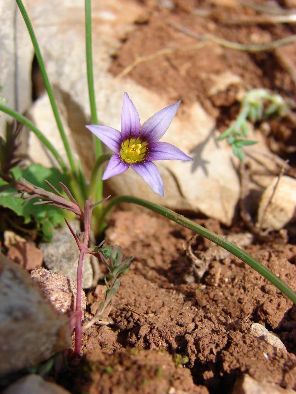 Romulea 13