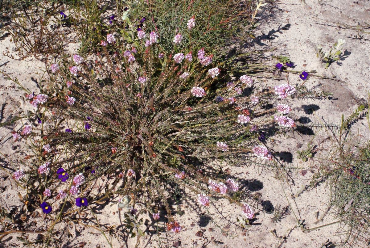 Verticordia plumosa 6