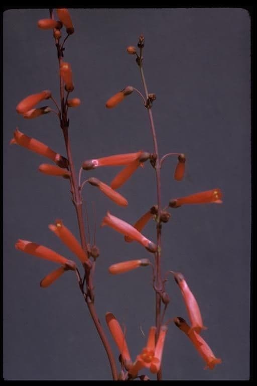 Penstemon centranthifolius 9