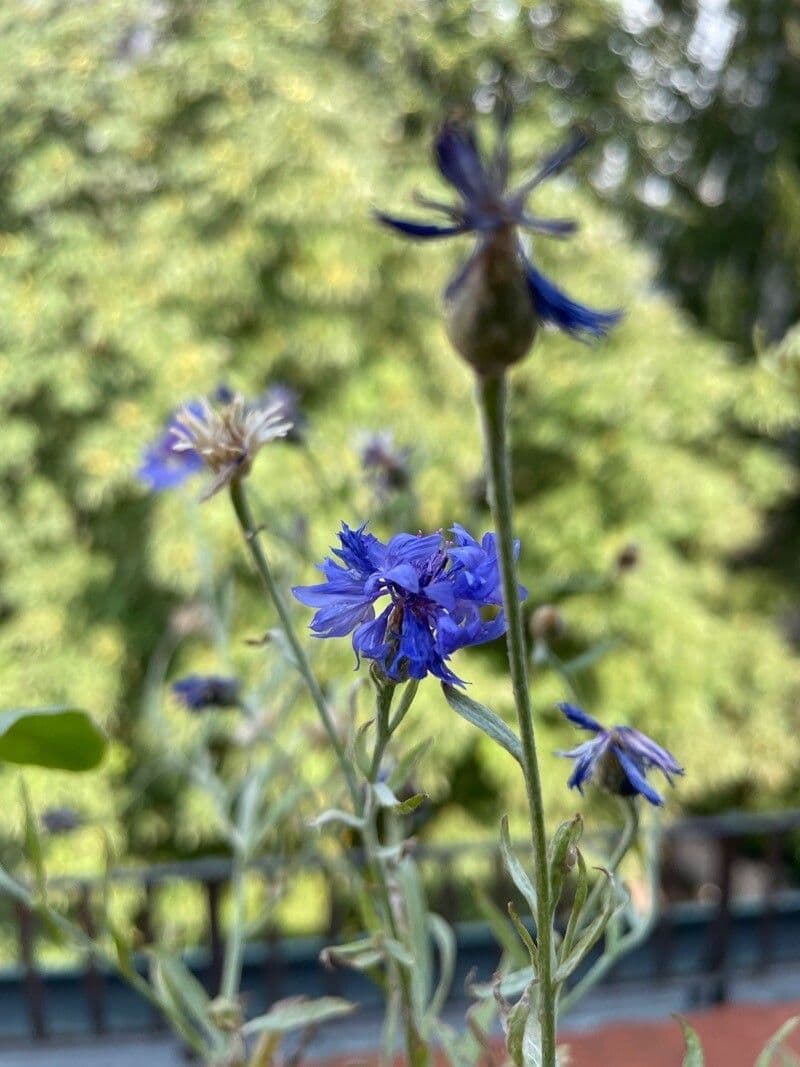 Bluet 5