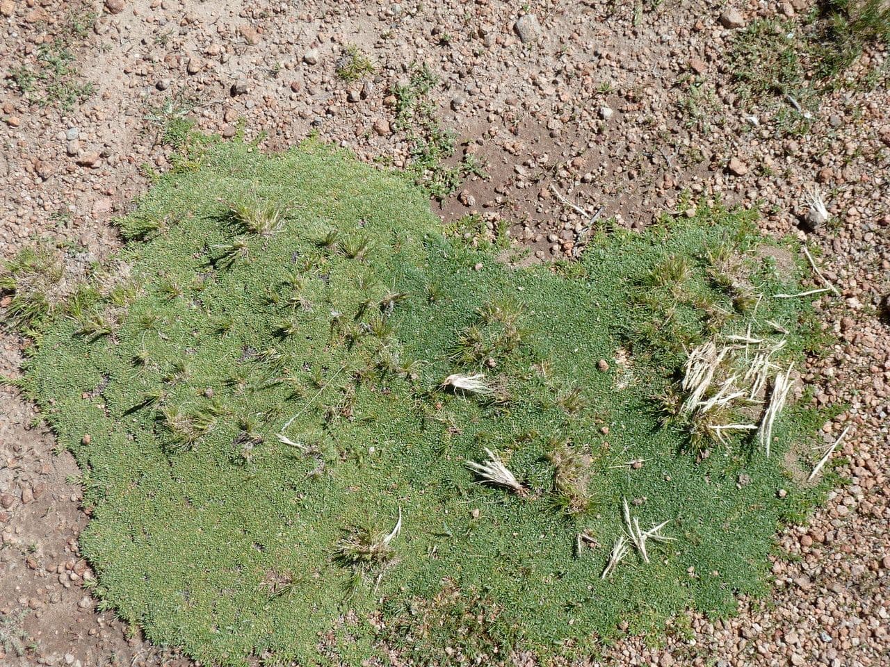 Arenaria 7