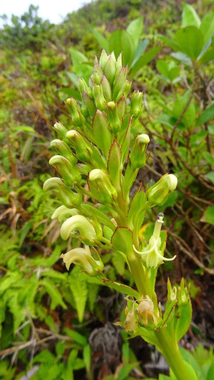Lobelia 4