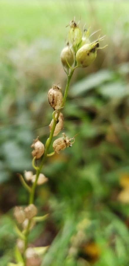 Lobelia 27
