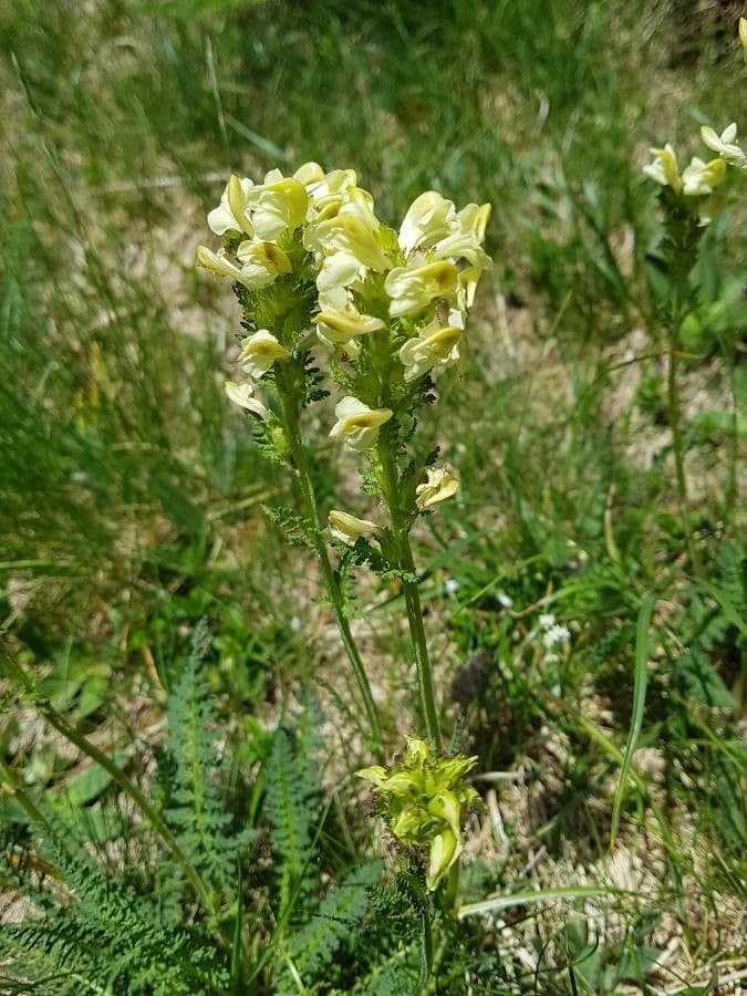 Pedicularis tuberosa 10