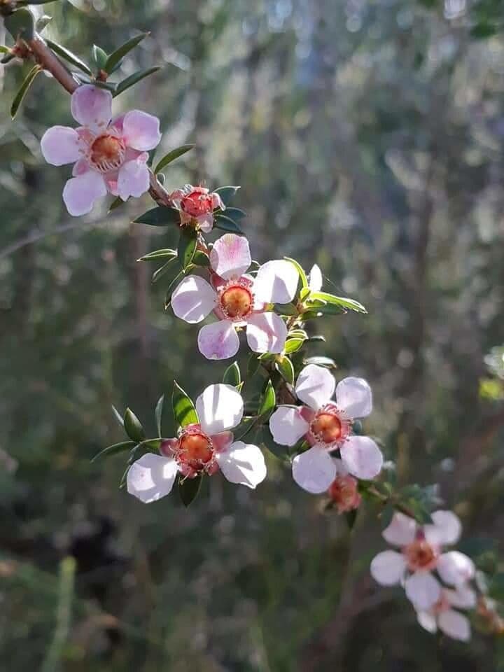Leptospermum squarrosum 3