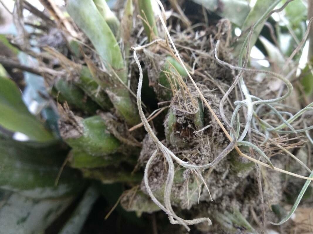 Orchidea monaca 21