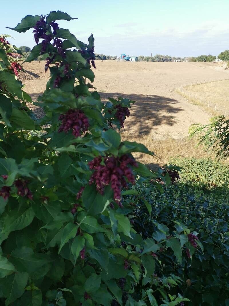 Leycesteria 23