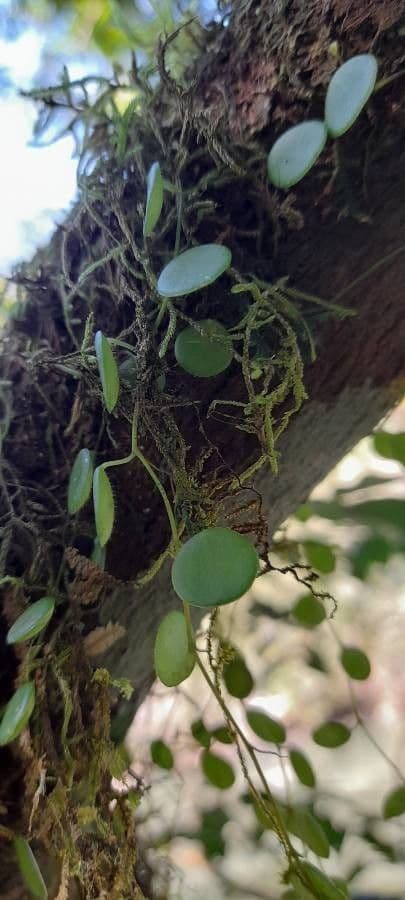 Peperomia 25