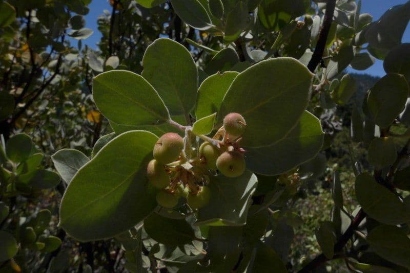 Arctostaphylos 4