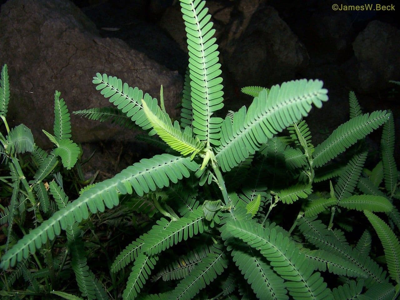 Sesbania drummondii 16