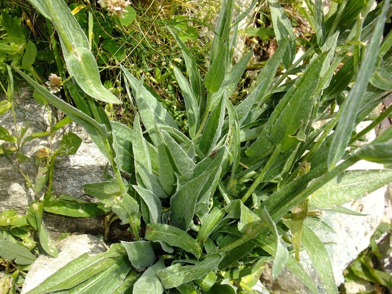 Centaurea nervée 14