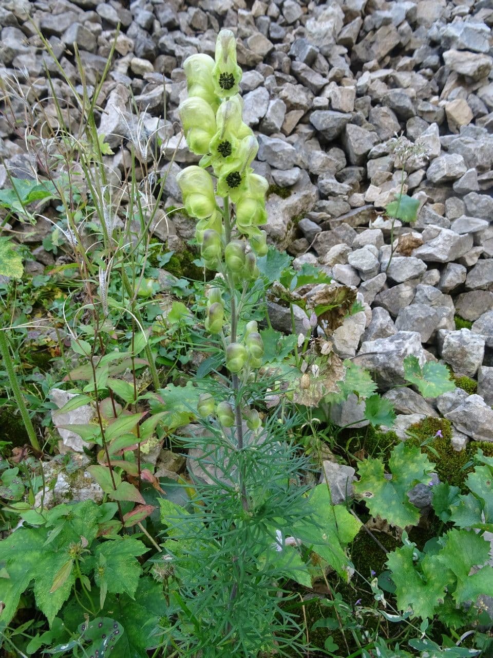 Aconito anthora 20