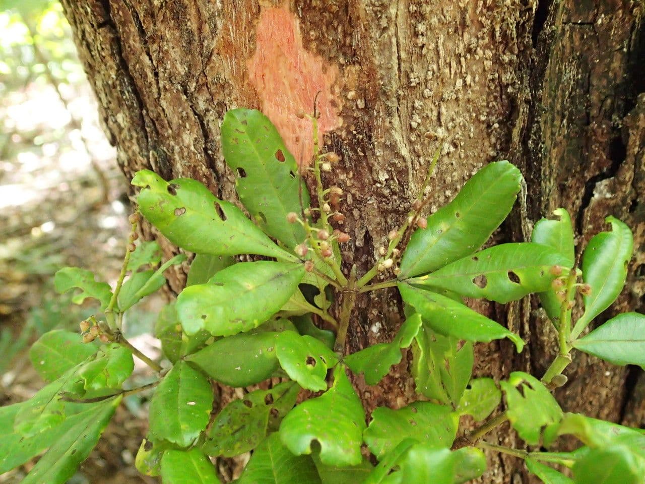 Cunonia 4