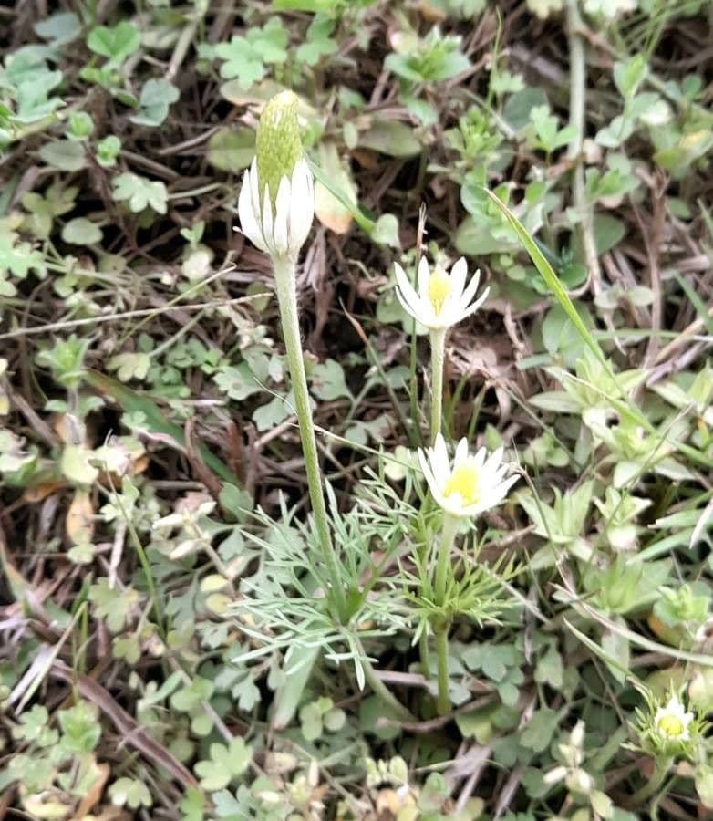 Süße Anemone 9