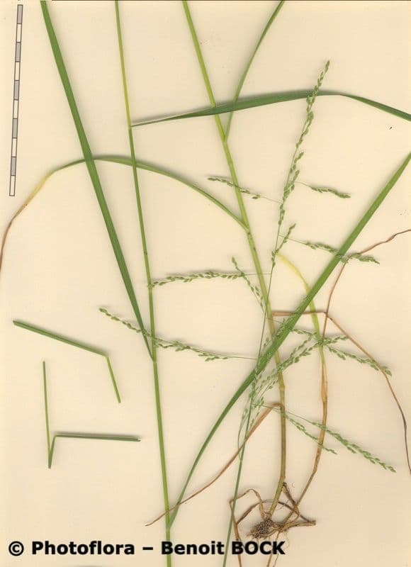 Glyceria striata 23