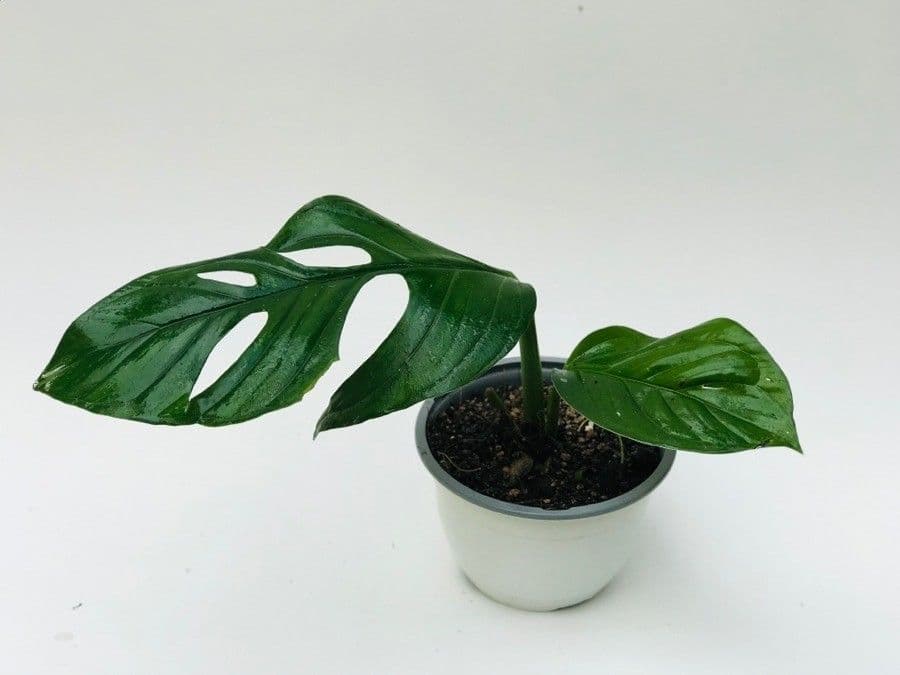 Monstera di Lechler 5