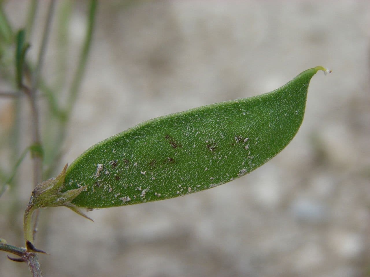 Vesce pèlerine 5