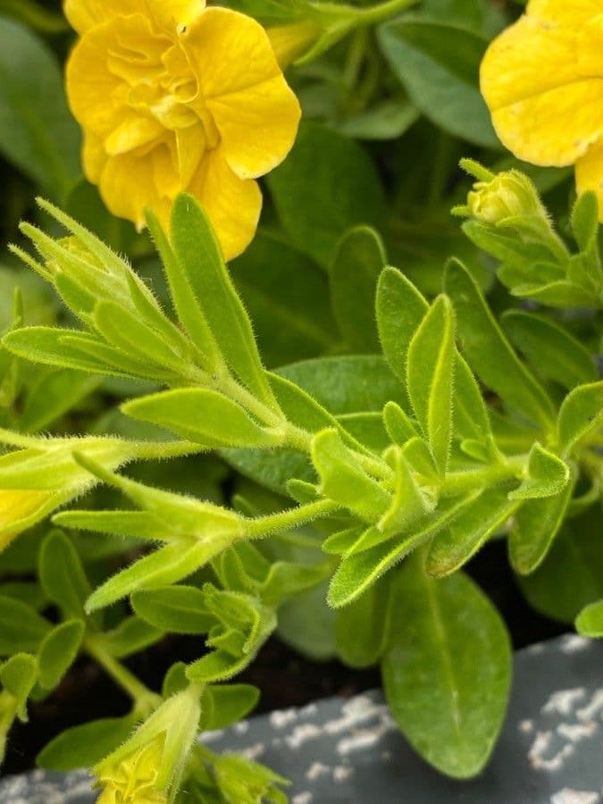 Kleinblütige Kalibrachoa 15