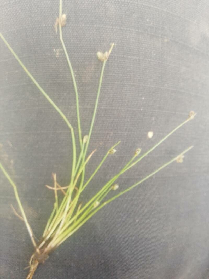 Schoenoplectus setaceus 18