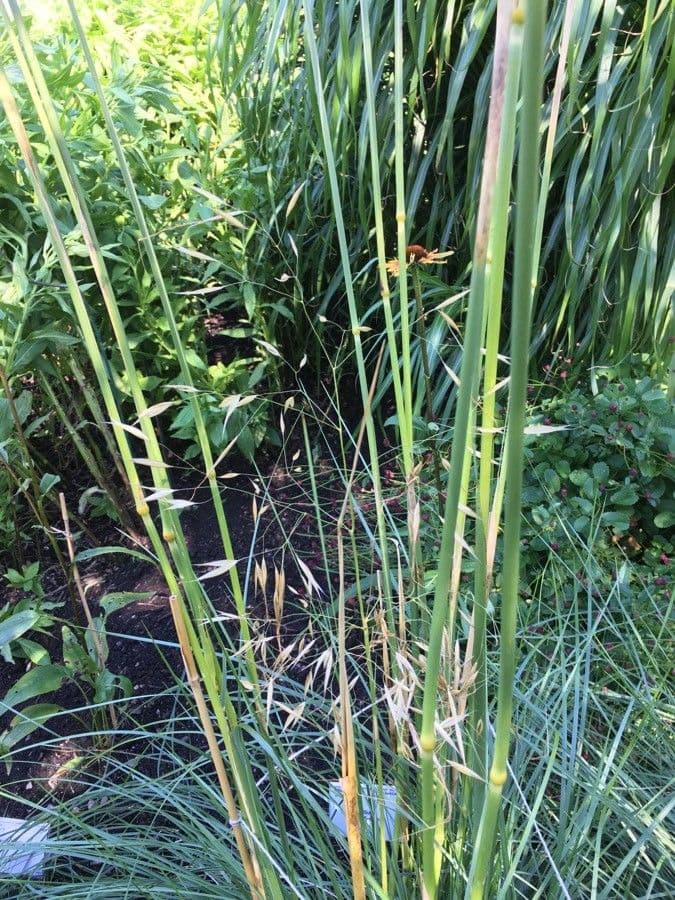 Stipa 5