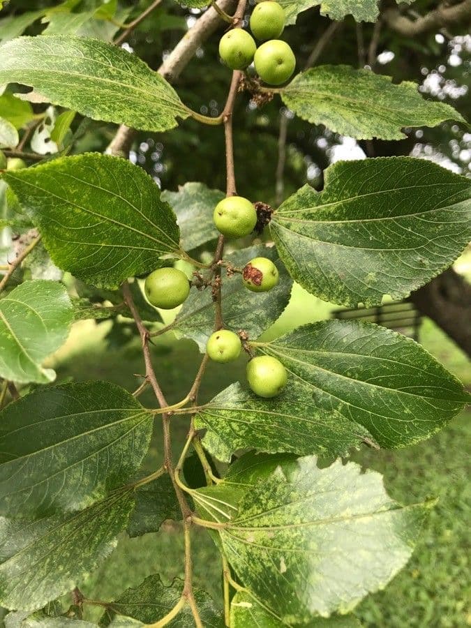 Giuggiolo spinoso 5