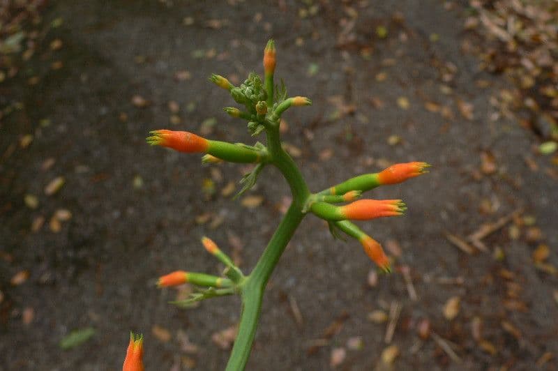 Gurania 2
