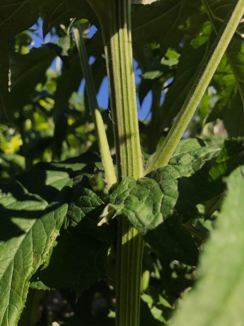 Cardo dei Balcani 21