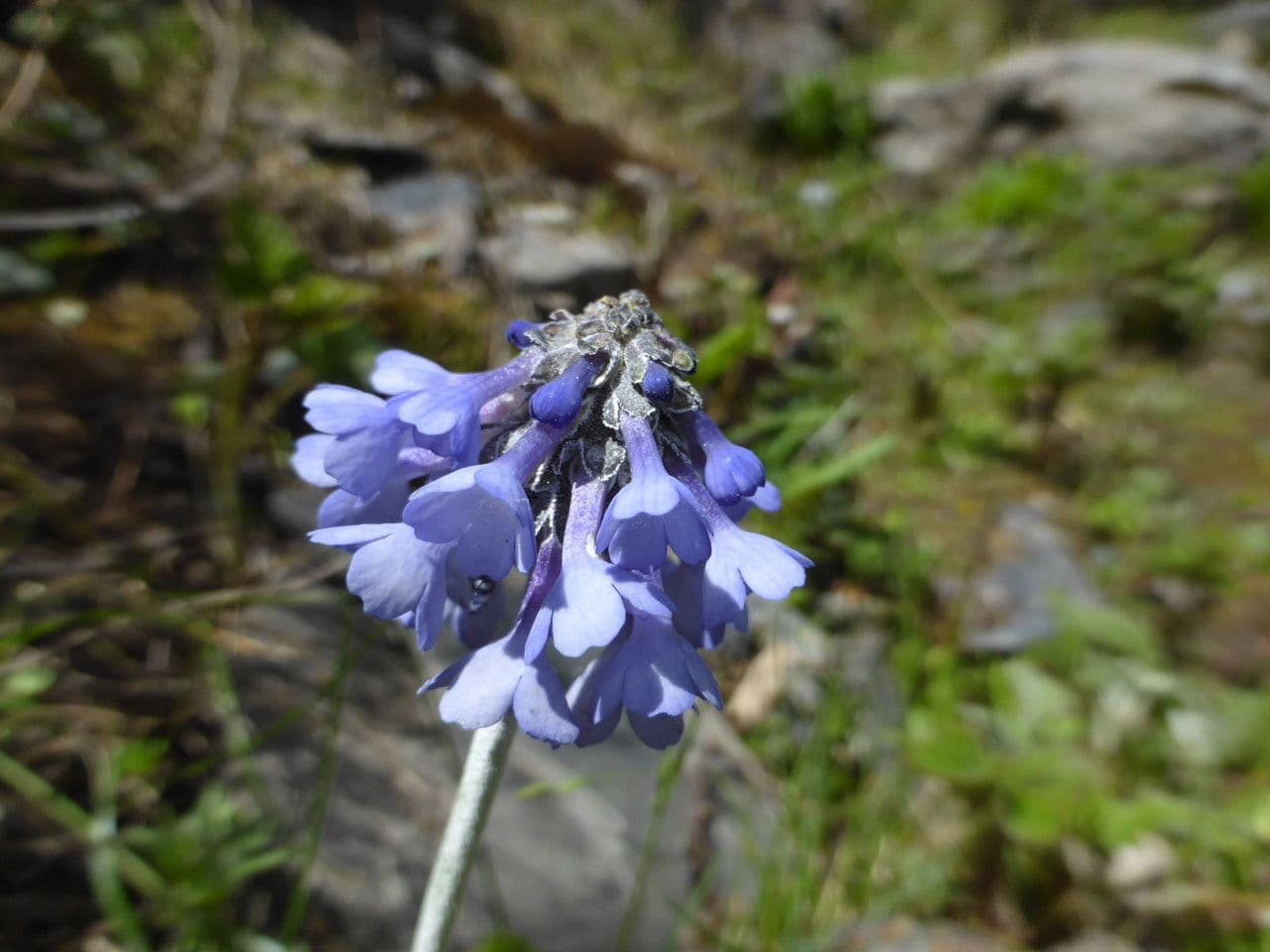 Primula 2