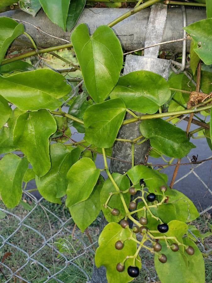 Cocculus orbiculatus 6