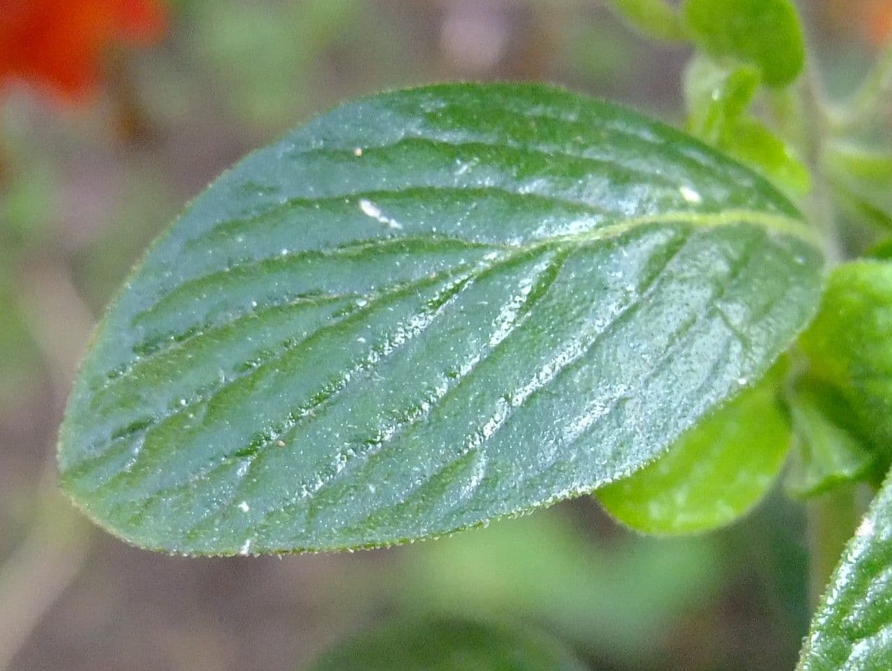 Marmeladenstrauch 15