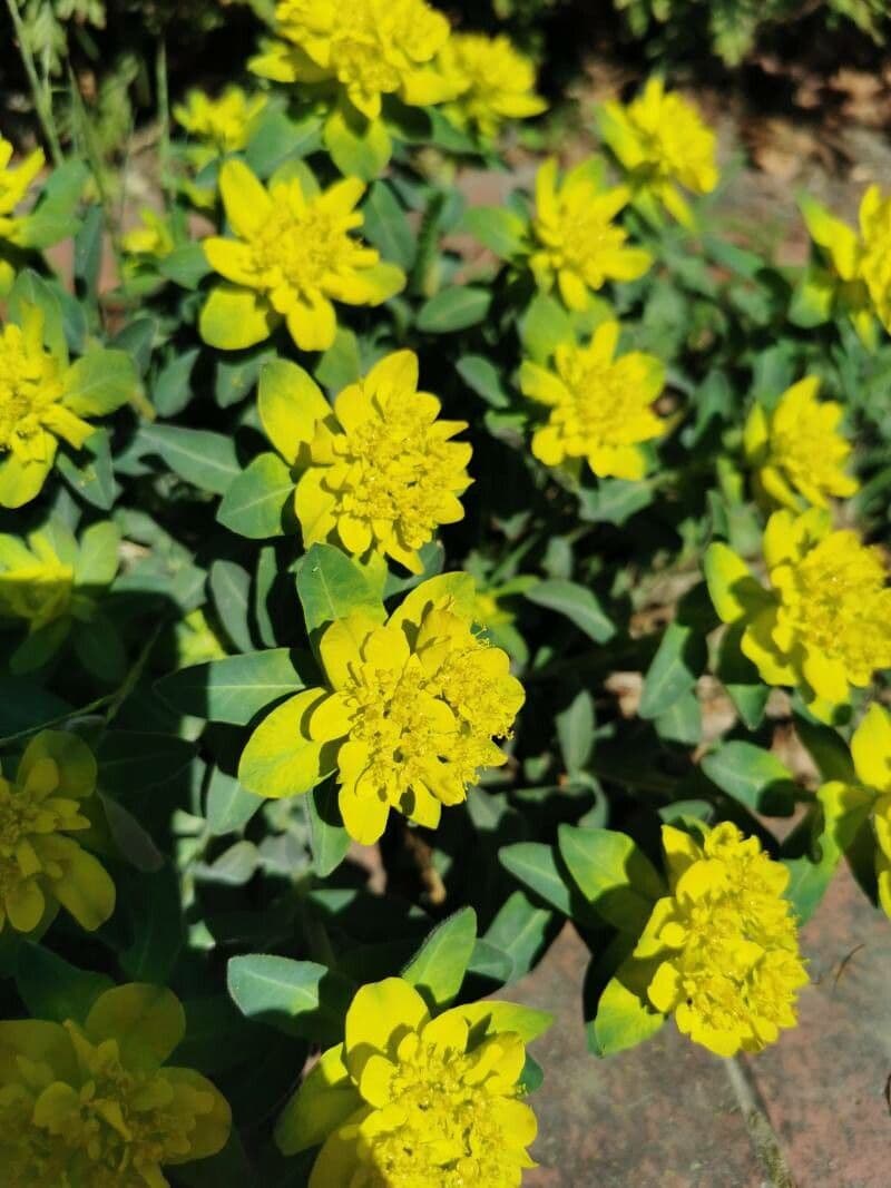 Euforbia bionda 19