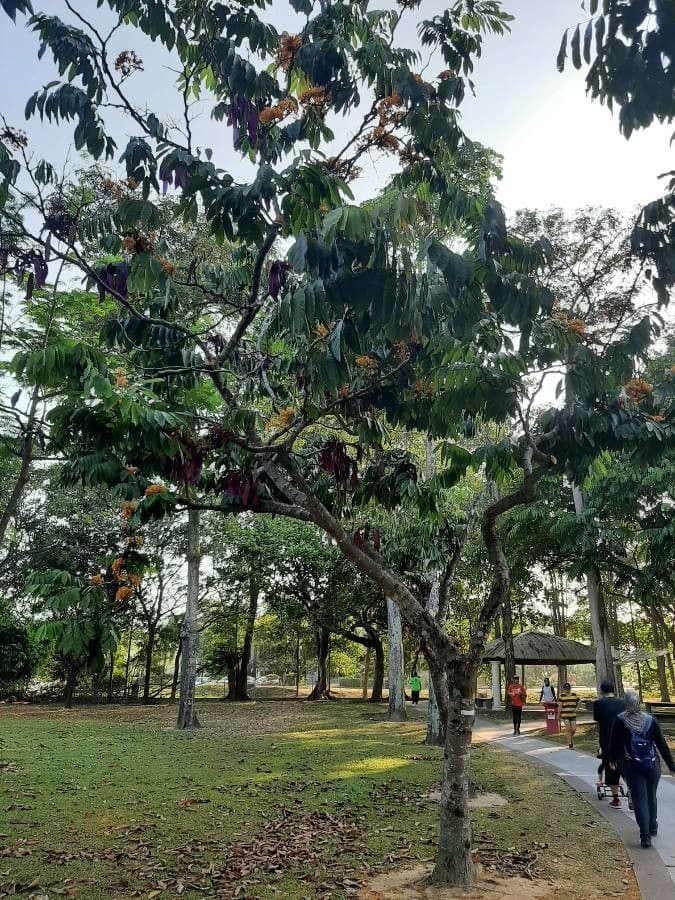 Saraca indica 25