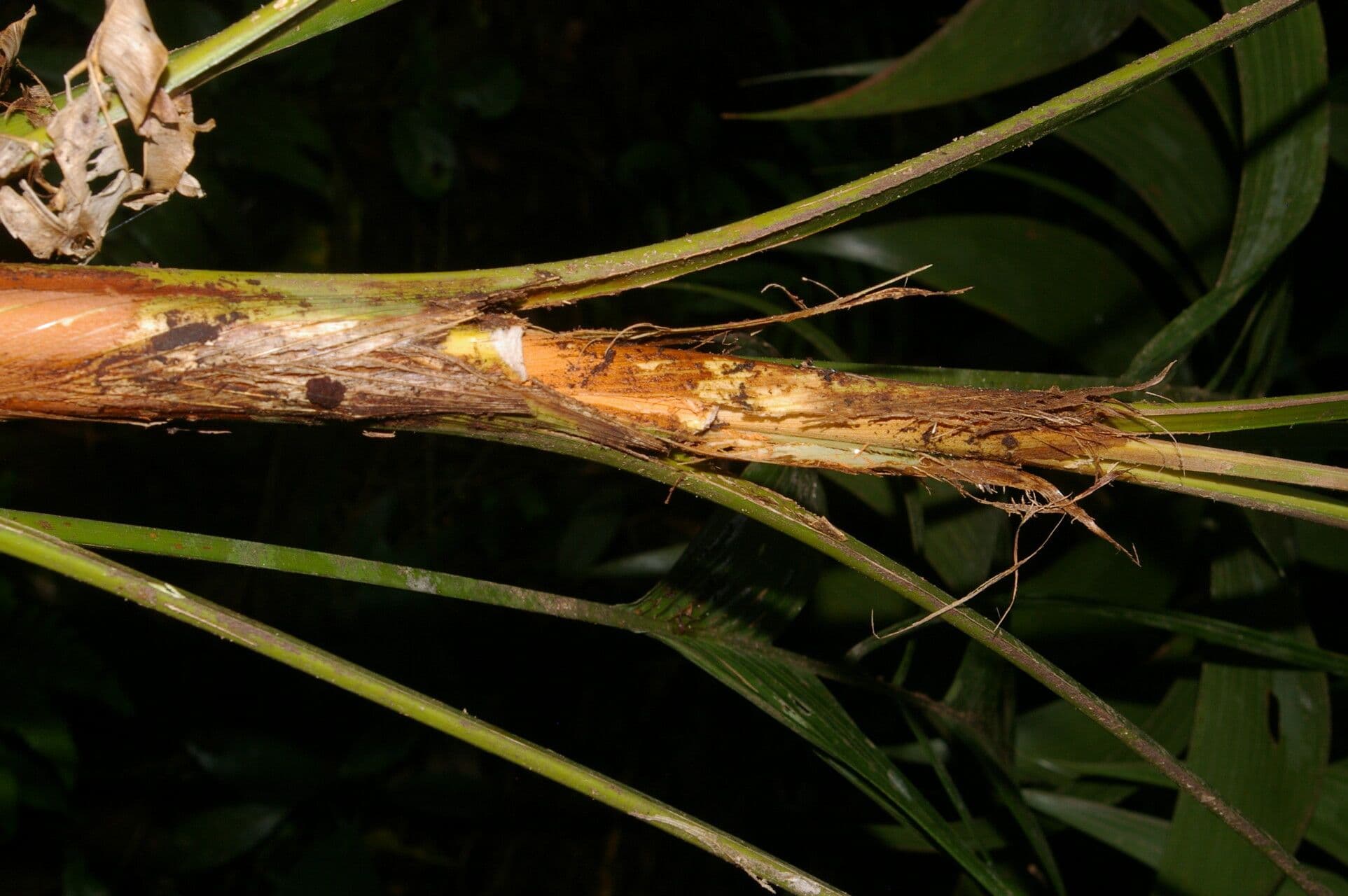 Ubim-Palme 4