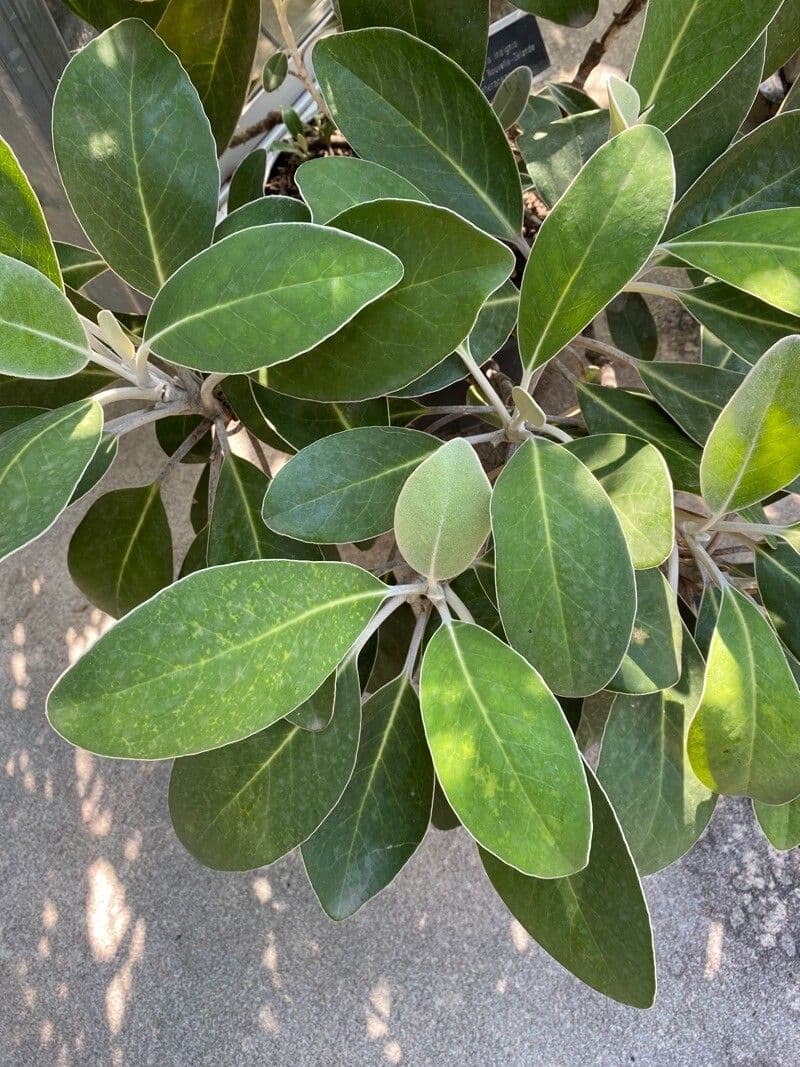 Pachystegia 6