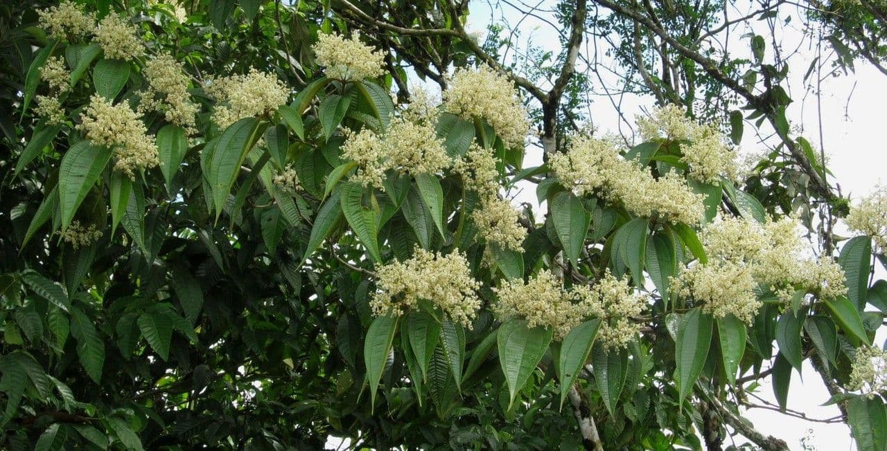 Miconia 5