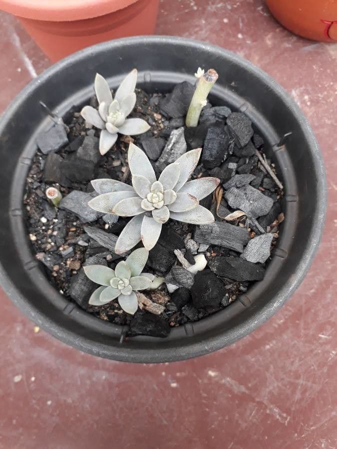 Fleischfarbene Echeverie 3