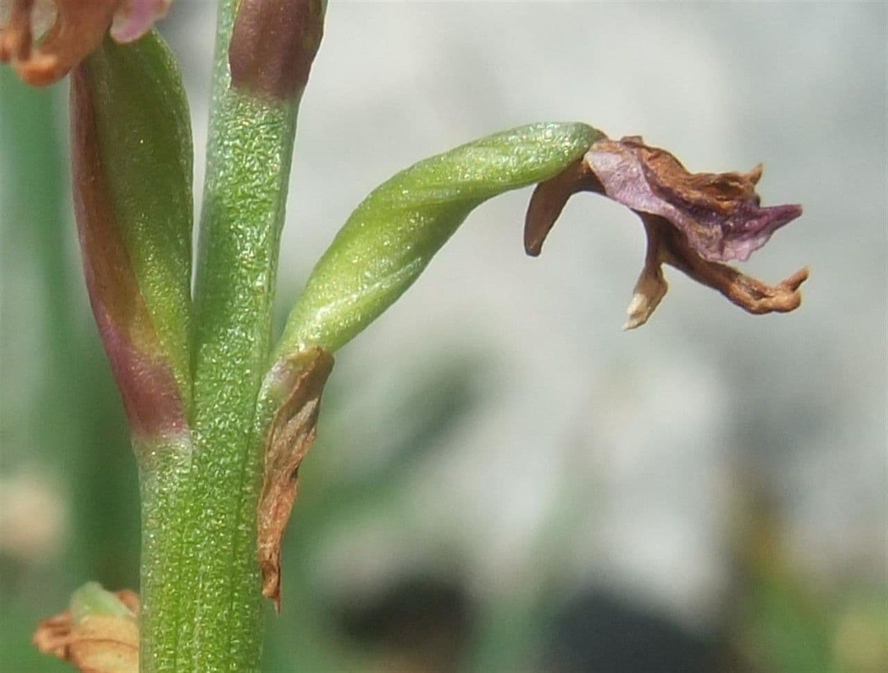 Orchide bruciacchiata 3