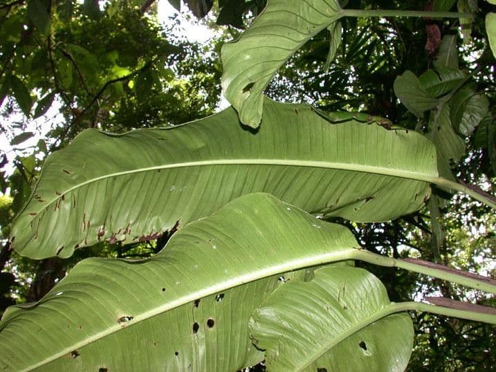Rhodospatha 10
