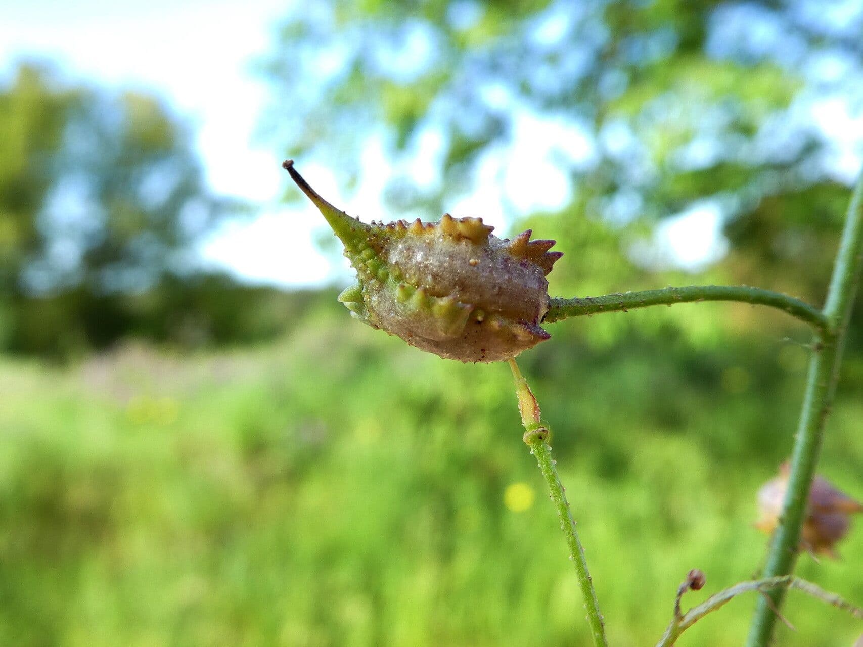 Bunias erucago