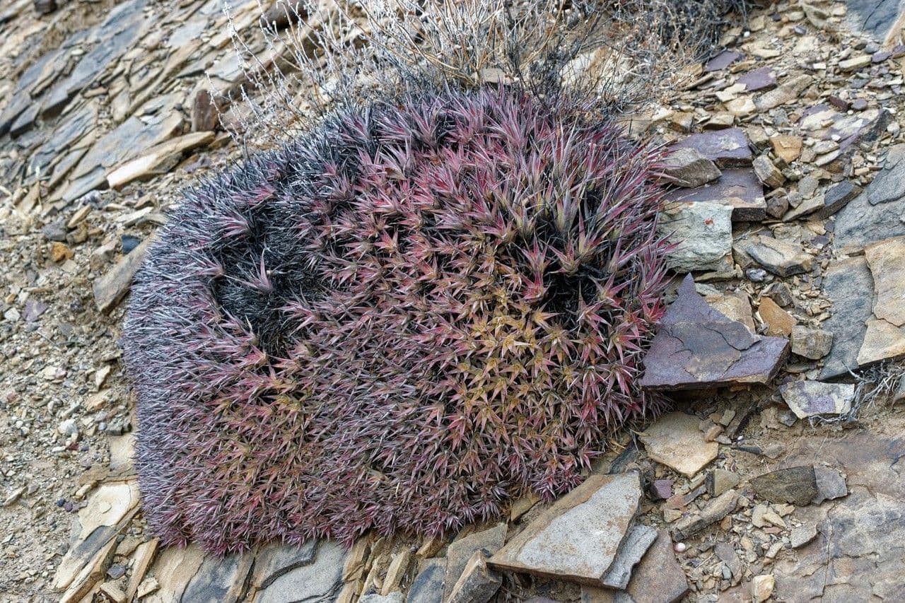 Deuterocohnia 3