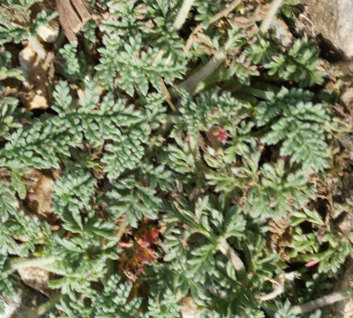 Stinkender Storchschnabel 18