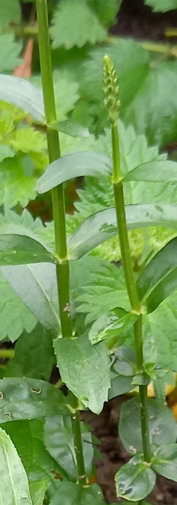 Physostegia virginiana 25