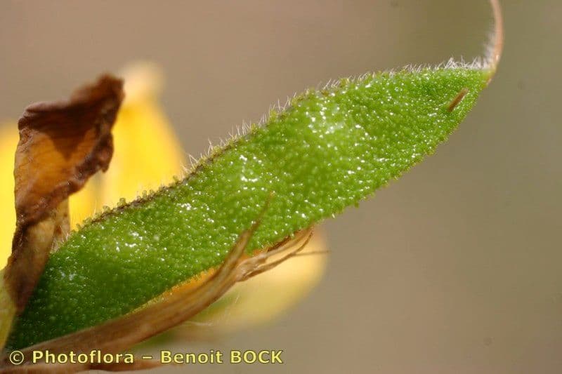 Adenocarpus