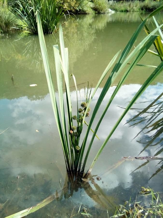 Platanaria 12
