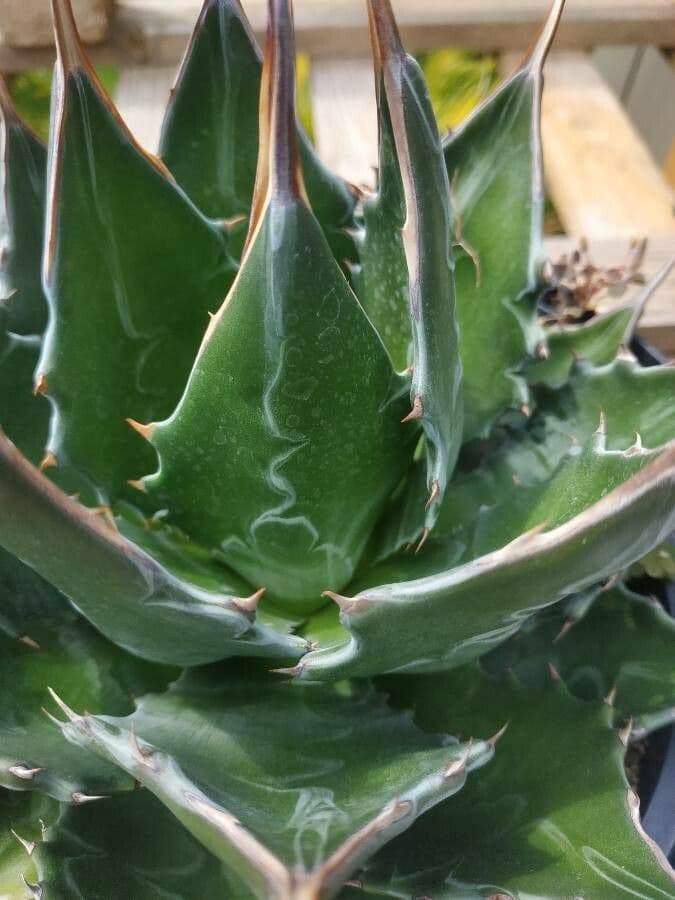 Mountain agave 3