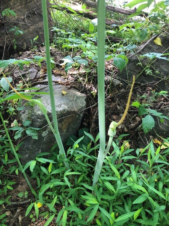 Grüner Aronstab 9
