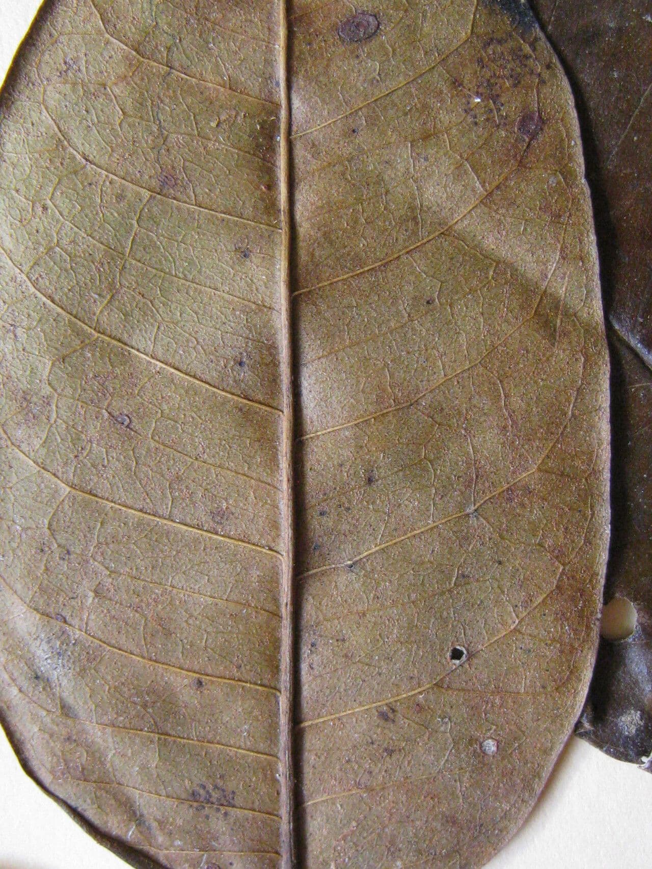 Zanthoxylum 13