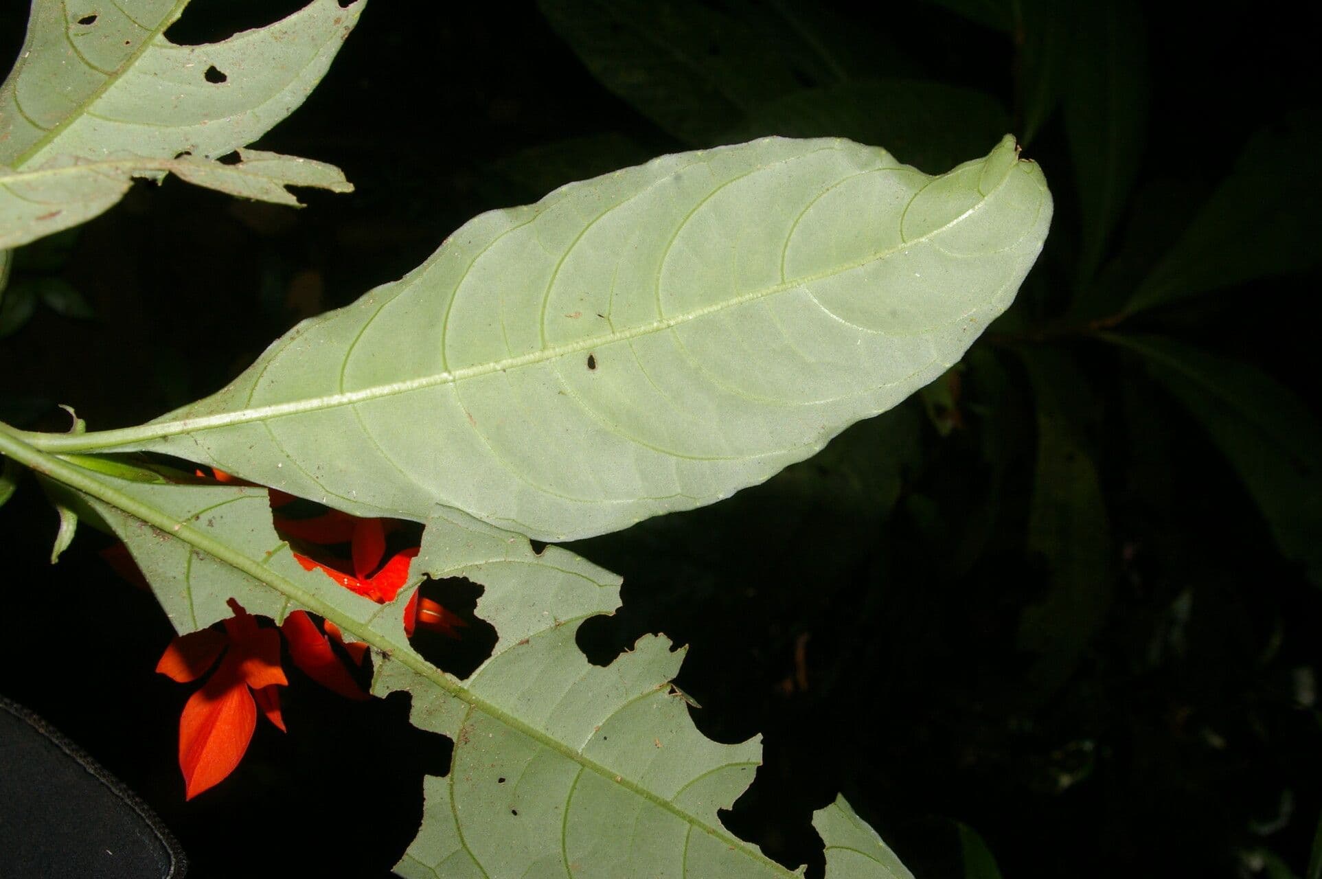 Aphelandra aurantiaca 11