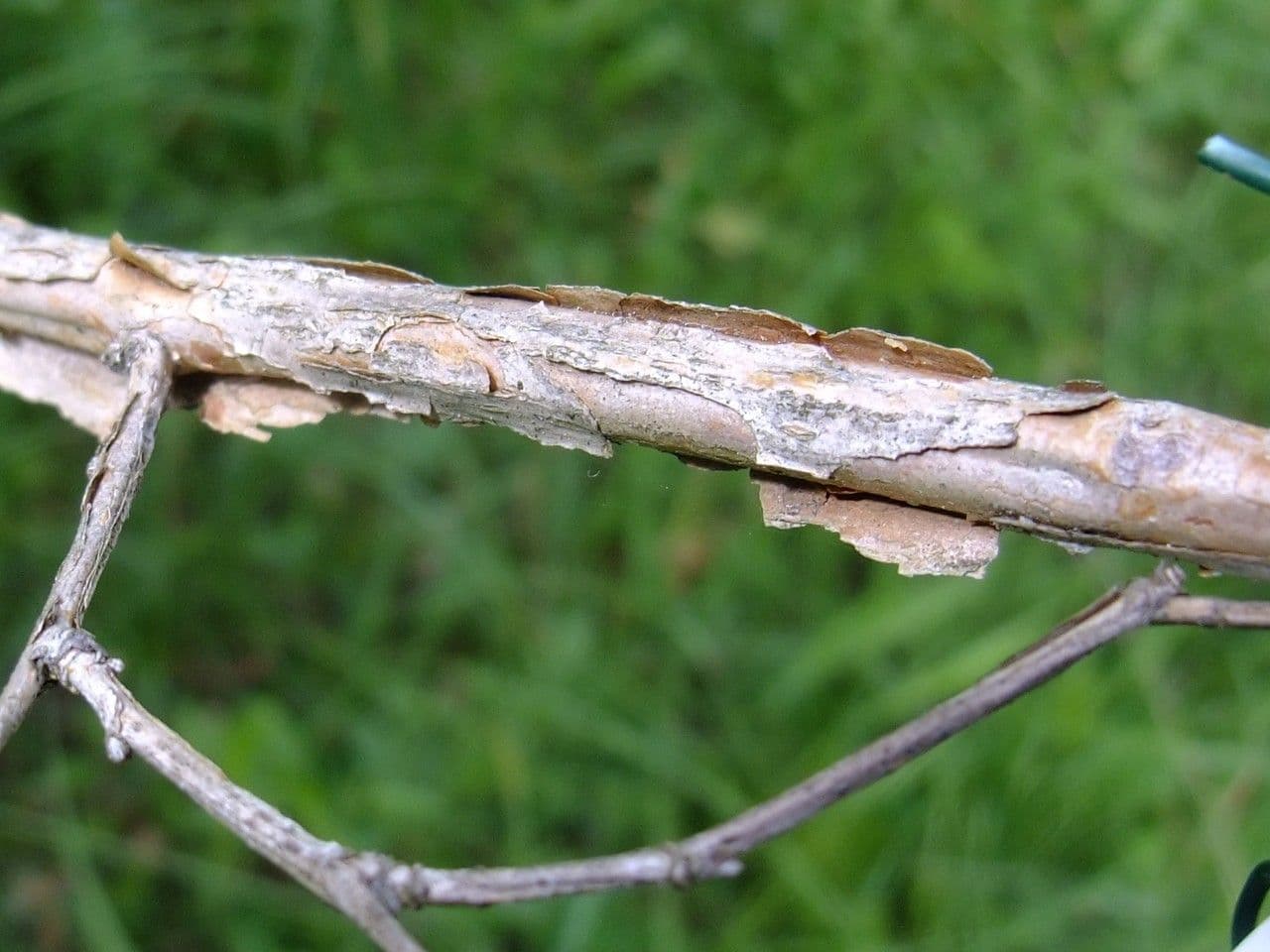 Neillia 11